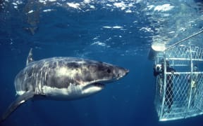 Cage diving with sharks