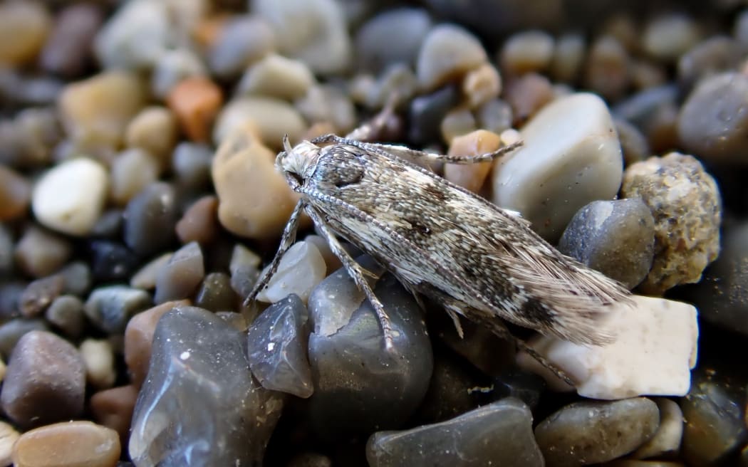 Mat daisy jumper/ Kiwaia 'Cloudy Bay' moth
