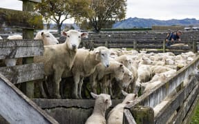 The weekly sheep sale at Gisborne's Matawhero Stockyards