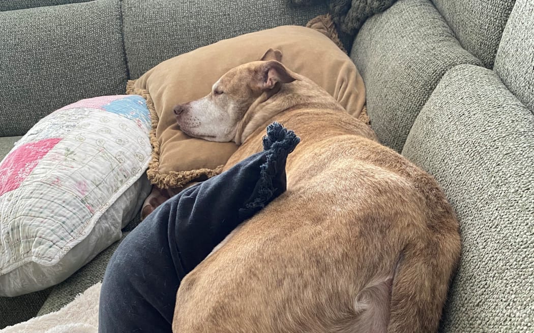 Poppy relaxing while listening to the music.