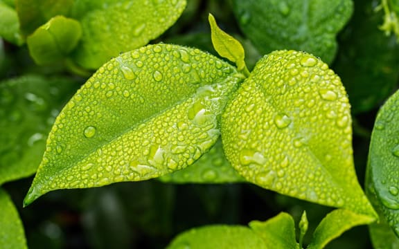 Foliage wet with the rain