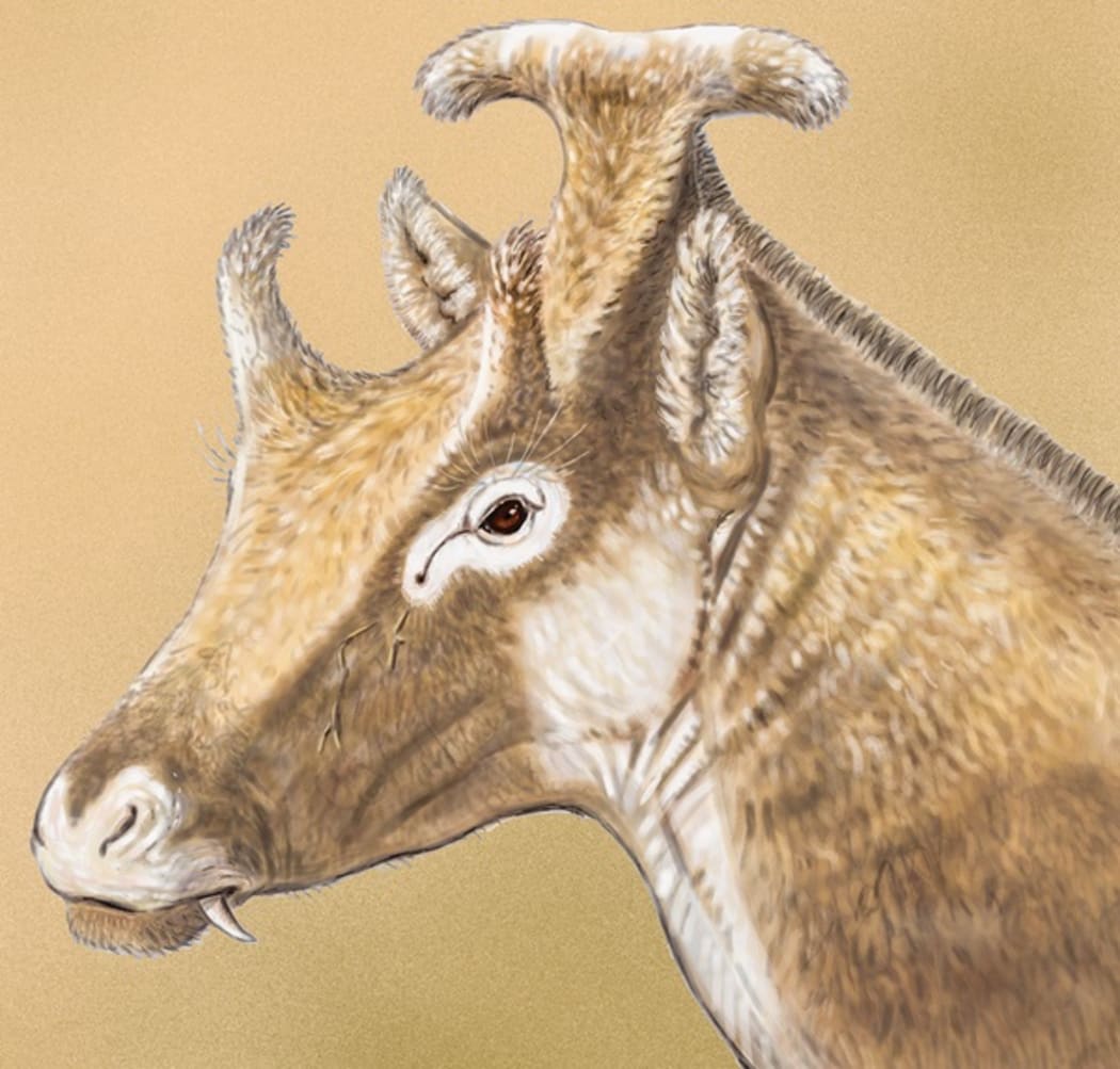 This extinct three-horn ruminant Xenokeryx amidalae has been found to be related to giraffes.