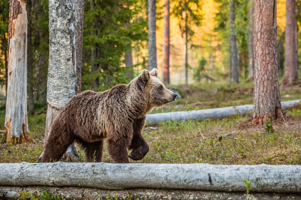 Brown Bear.