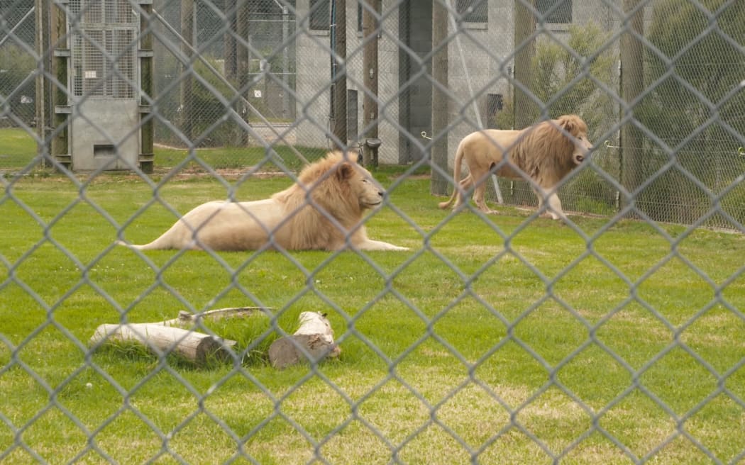 Lions at Whangārei's revived Kamo Wildlife Sanctuary.