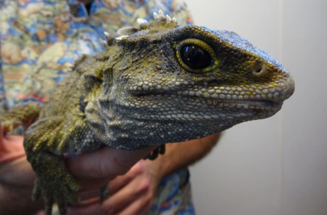 This tuatara arrived at the Wildbase hospital emaciated and full of parasites, but has now recovered and is awaiting its release back into the wild.