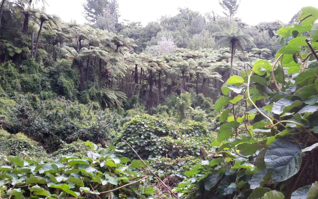 Wild kiwifruit vine on North Island.