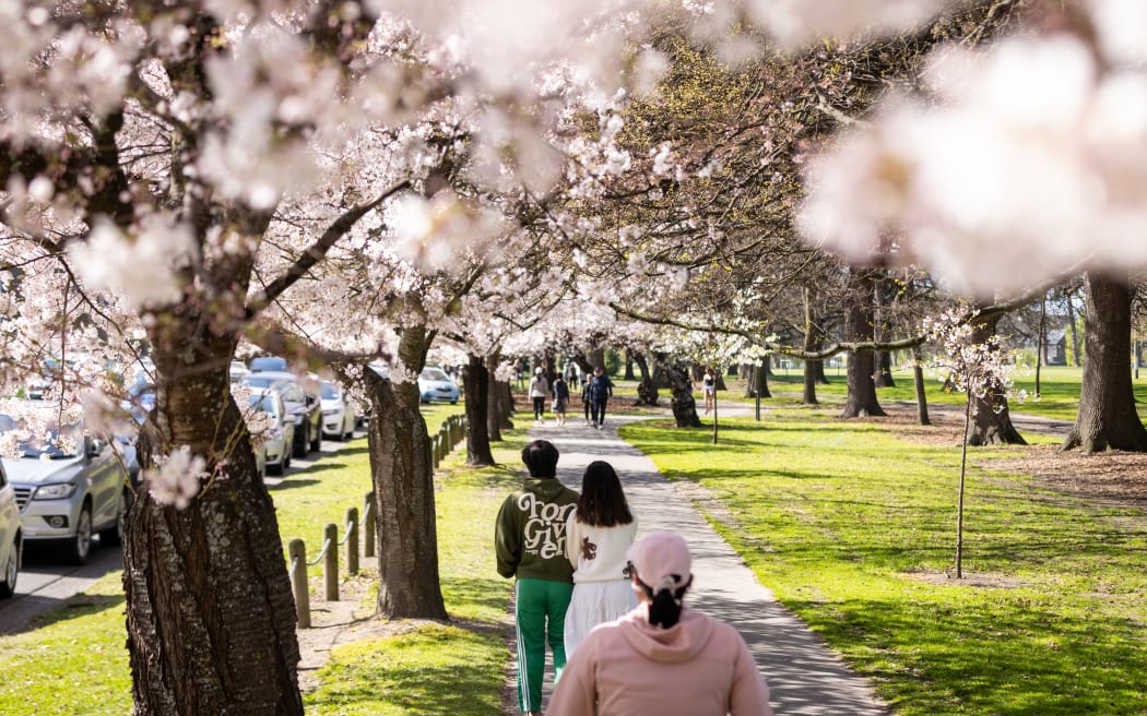 Hagley Park cherry blossoms