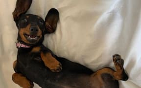 Valerie the dachshund.