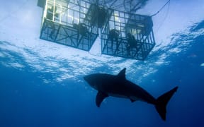 Shark cage diving.