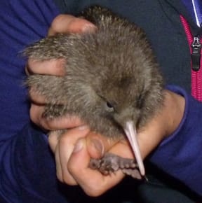 A little spotted kiwi chick that has just hatched and emerged from the nest burrow for the first time.