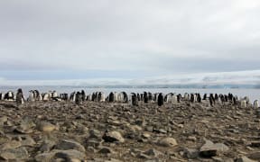 Wild chinstrap penguins standing on Antarctica Peninsula.
