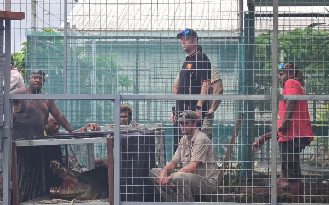 One of the crocodiles being relocated.