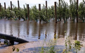 A flooded orchard and apples strewn over the road just outside Hastings.