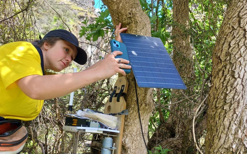 A woman in a bright yellow t-shirt and baseball cap holds a smartphone next to a contraption that looks like a small solar panel attached to the trunk of a tree. There is a rocky mountain in the background.