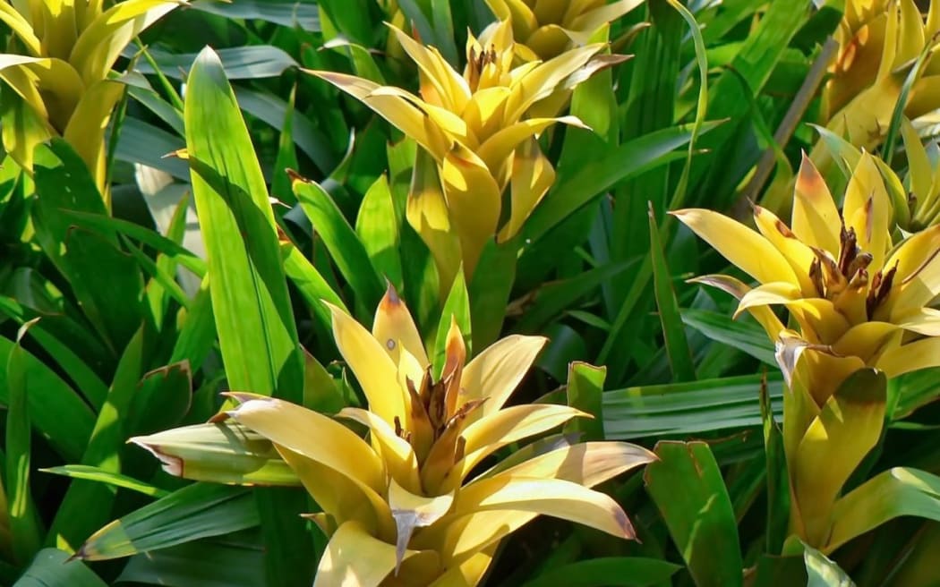 pineapple lily