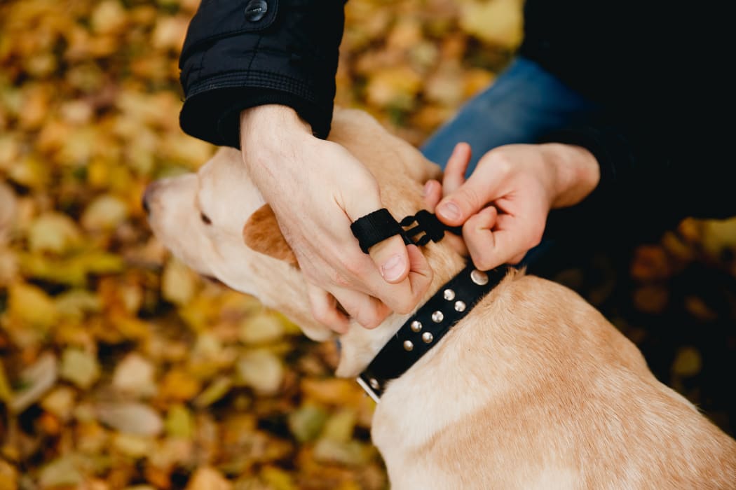 Dog with electric shock collar. (file photo)