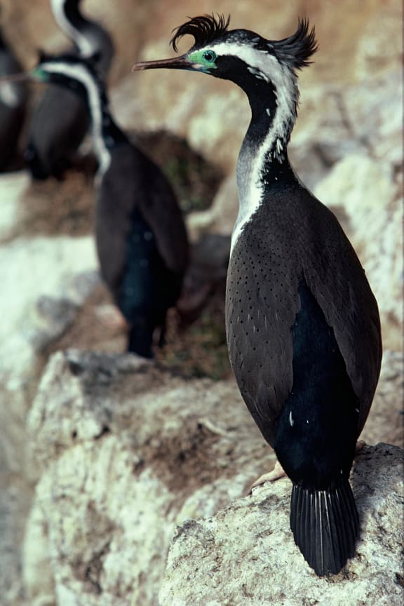 Spotted Shag