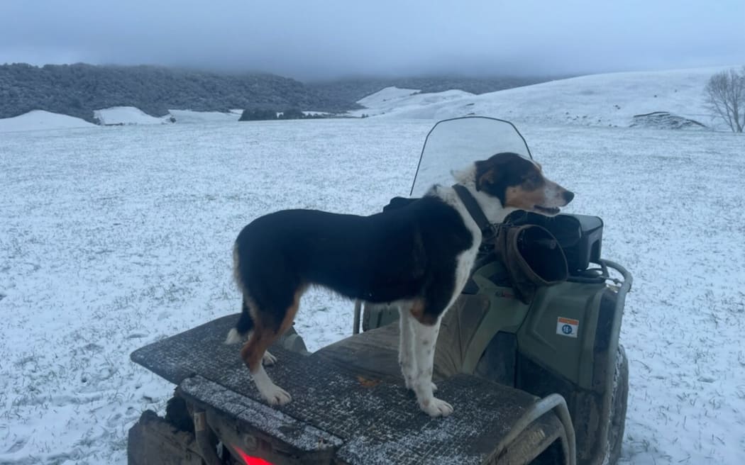 Early morning snow on a farm at Glenham, Southland, on Tuesday 6 September 2022.