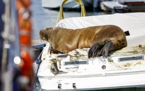 The young female walrus Freya basks in the sun on a boat in Frognerkilen, Oslo Fjord, Norway on 19 July 2020.