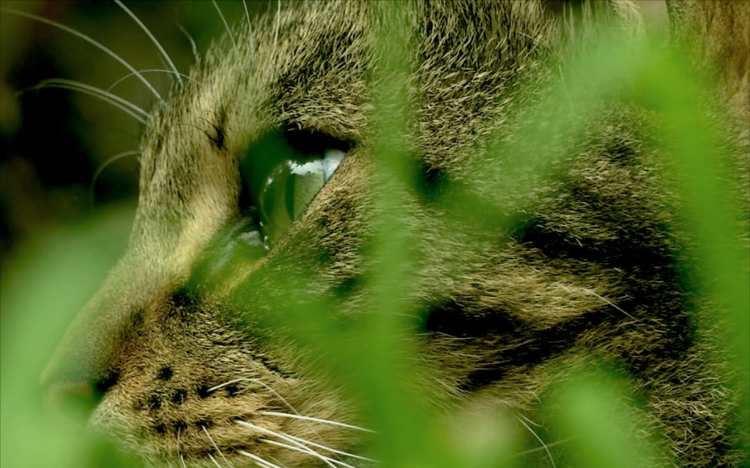 Toxic Zombie Death Machines .. a love story. A Thesis about the Cat Problem in NZ