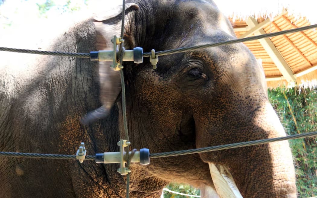 Putra Mas will be moved once his annual hormonal surge is over.