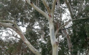 Ropes are used to secure the branches, in case of “sudden summer limb drop” on a 95-year-old eucalyptus tree to be cut down.