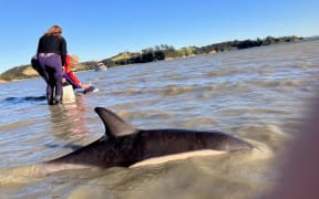 Rose Davis (in blue wetsuit) helps the dolphin she named Bonny as she enters the sea. Another one she cared for and named Angel is seen in the foreground.