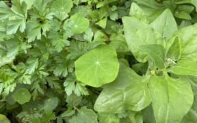 Kōkihi, nasturtium and flatleaf parsley in a 'forage garden'