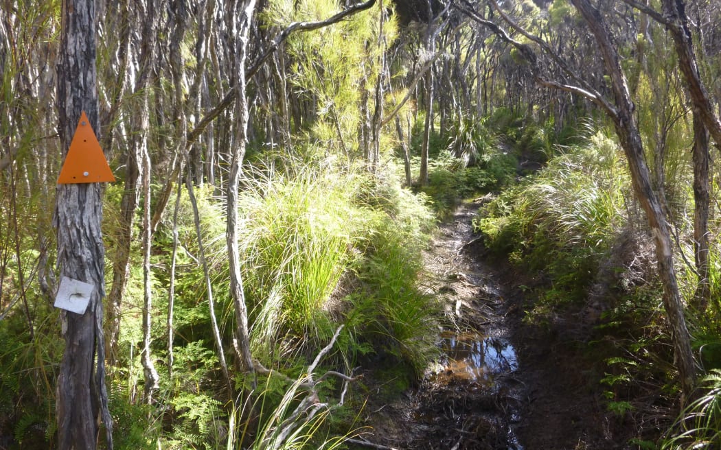 A muddy track on Stewart Island.