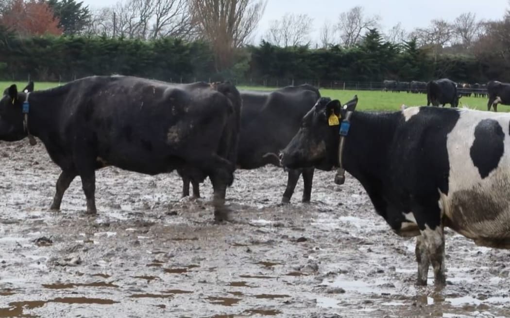 SAFE complaint against Lincoln Uni dairy farm footage