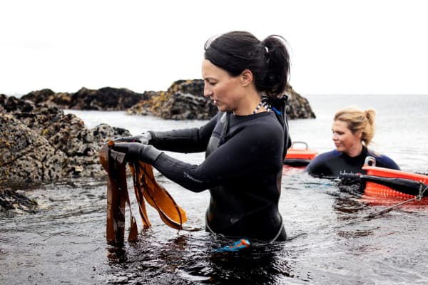 Tamara Singer (L) and Angelita Eriksen harvesting seaweed in the freezing waters of the Lofoten Islands