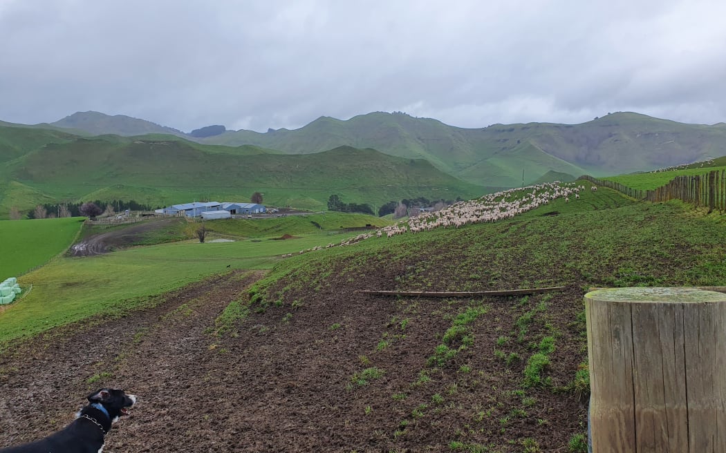 A farmdog keeps an eye on a flock of sheep on a Taihape farm