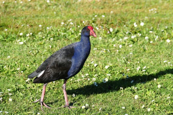 pukeko