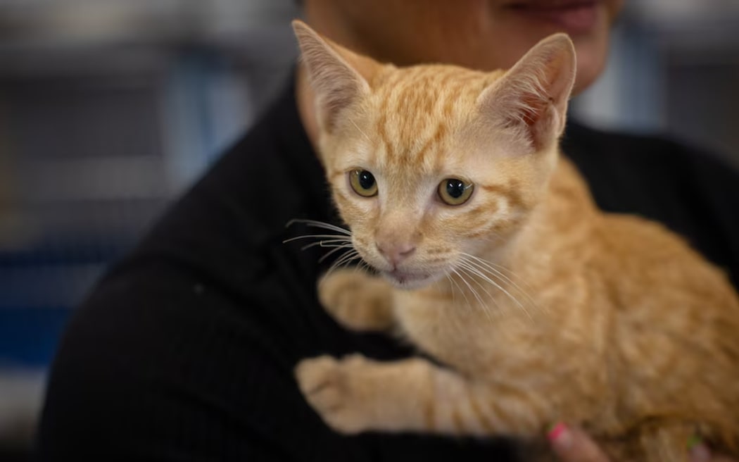 JJ the kitten's owner says its a relief the vet will be available during the storm.