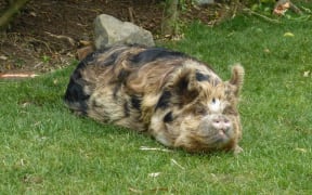 Kunekune pig at Wellington Zoo