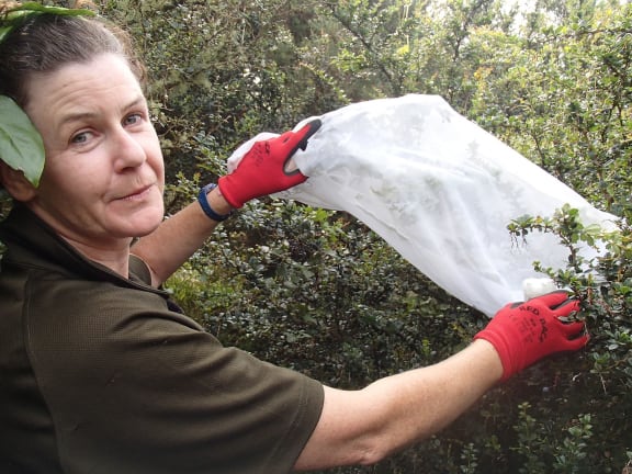 Megan Banks from Greater Wellington releasing weevils into a mesh bag tied around the branch of a Darwin's barberry bush. The bag will be left overwinter and removed in spring.