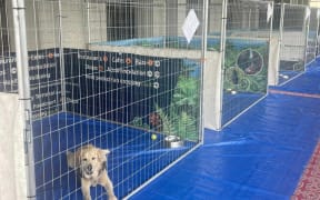Animal shelter at Hastings racecourse