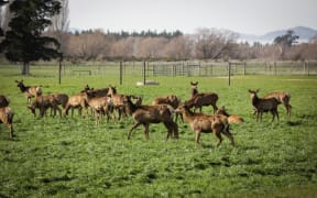 Venison farmers deal with Covid-19 fall out