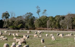 Arowhenua Bush restoration project