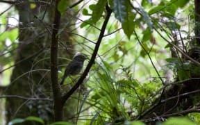 A North Island robin in the Mt Taranaki bush
