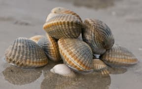 cockles