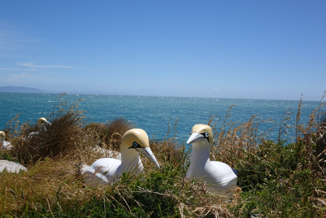 Two gannet decoys.