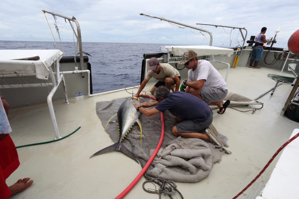 Large Yellowfin Tuna being tagged