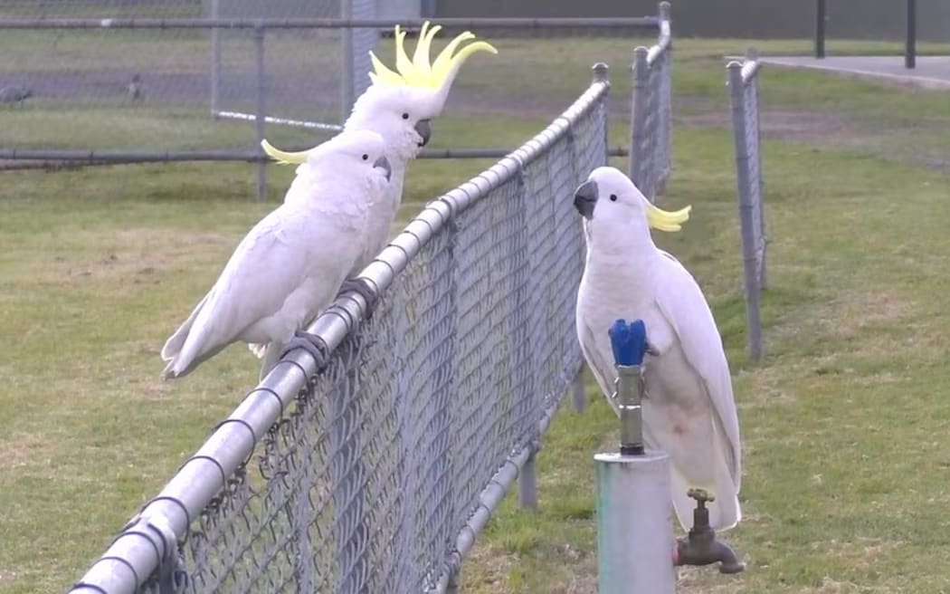 Sulphur-crested cockatoos line up to take a drink from a public bubbler at a Sydney sporting reserve.