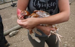 North Canterbury Chicken Rescue
