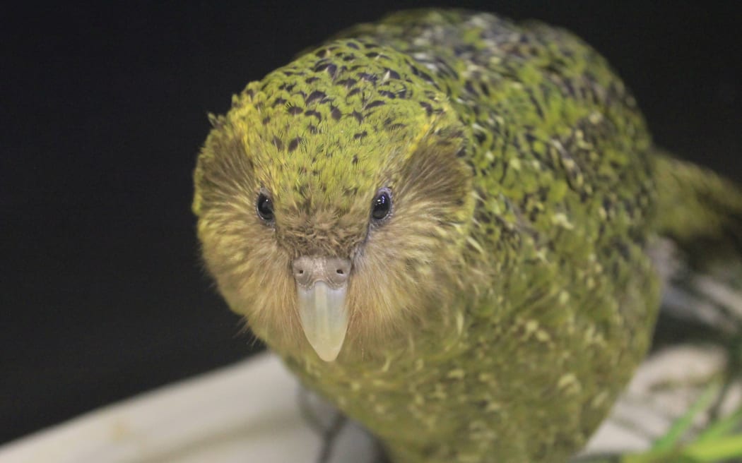 Kakapo Huhana 2A treated at Auckland Zoo.