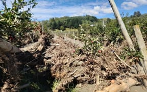 A ruined apple crop at Pheasant Farm, Esk Valley.