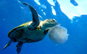 This handout photo taken in Australia on April 25, 2018 and released  on May 21, 2018 by the International Union for Conservation of Nature (IUCN) shows the Green Turtle. - Animal and plant species are vanishing -- sometimes before we know they exist -- at an accelerating pace, but conservationists are pushing back against the juggernaut of mass extinction. From captive breeding to satellite tracking; restoring habitats to removing predators; shaming multinationals to nursing baby pandas and orangutans -- in all these ways, scientists and other have given doomed creatures a second chance. (Photo by James Hardcastle / International Union for Conservation of Nature (IUCN) / AFP) / RESTRICTED TO EDITORIAL USE - MANDATORY CREDIT "AFP PHOTO / IUCN/JAMES HARDCASTLE" - NO MARKETING NO ADVERTISING CAMPAIGNS - DISTRIBUTED AS A SERVICE TO CLIENTS