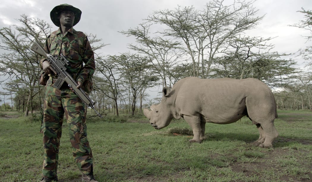 A soldier guards the last male white rhino in the world - they are "functionally" extinct - in the film Anthhropocene.