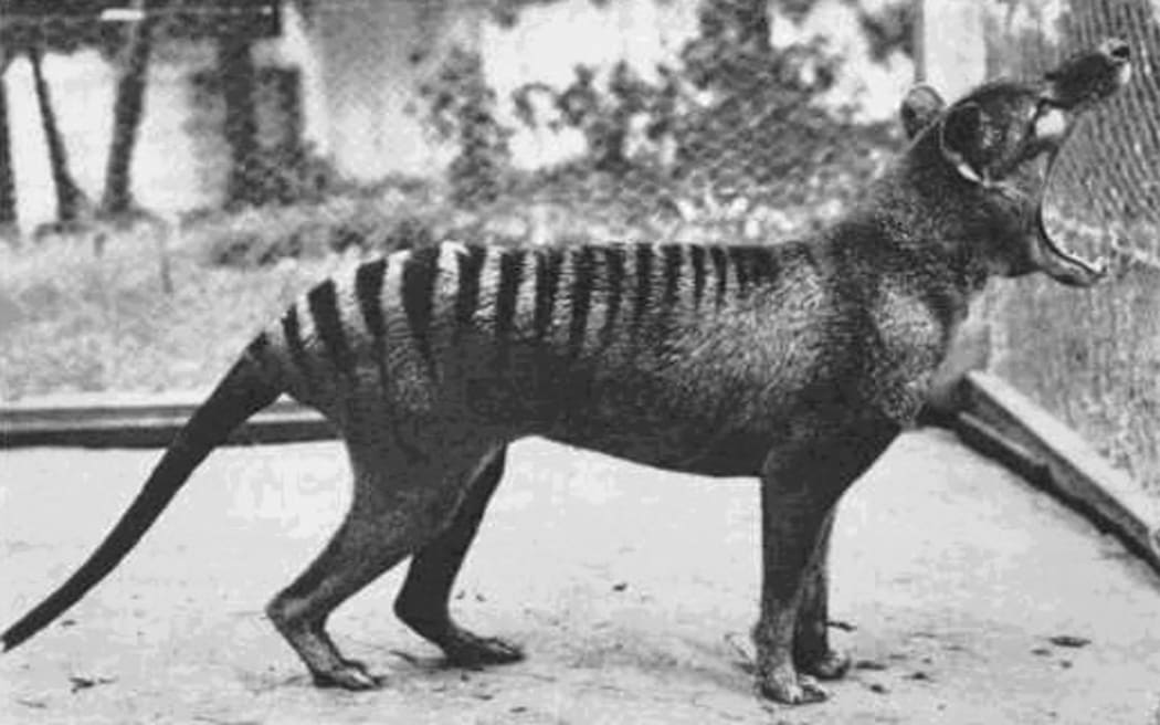 The Tasmanian tiger